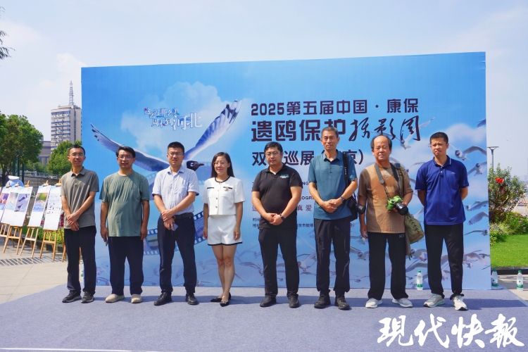 遺鷗從壩上草原飛入江南水鄉，與江豚跨越千里“牽手”