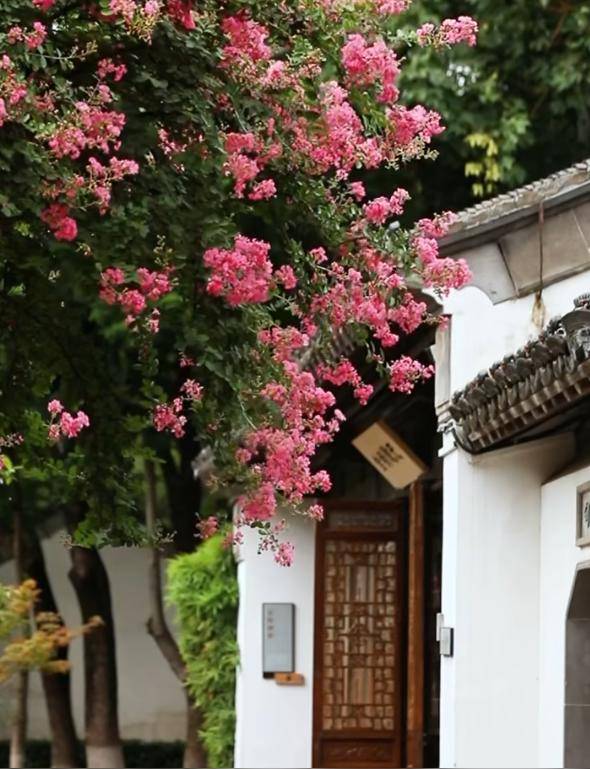獨佔芳菲當夏景，紫薇花開映金陵