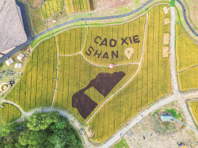 草鞋山開啟豐收嘉年華_fororder_微信圖片_202510310934141