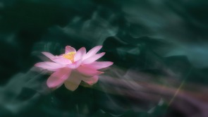 南京：莫愁荷花開 夏意滿塘來