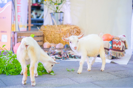 地道“南京味”獲讚 南京農業嘉年華亮相鼓樓吾悅廣場書寫城鄉融合新答卷_fororder_圖片 2