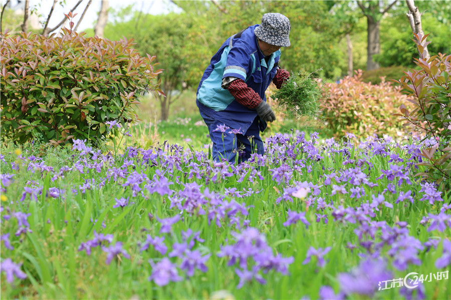 無錫：濕地除草保護環境