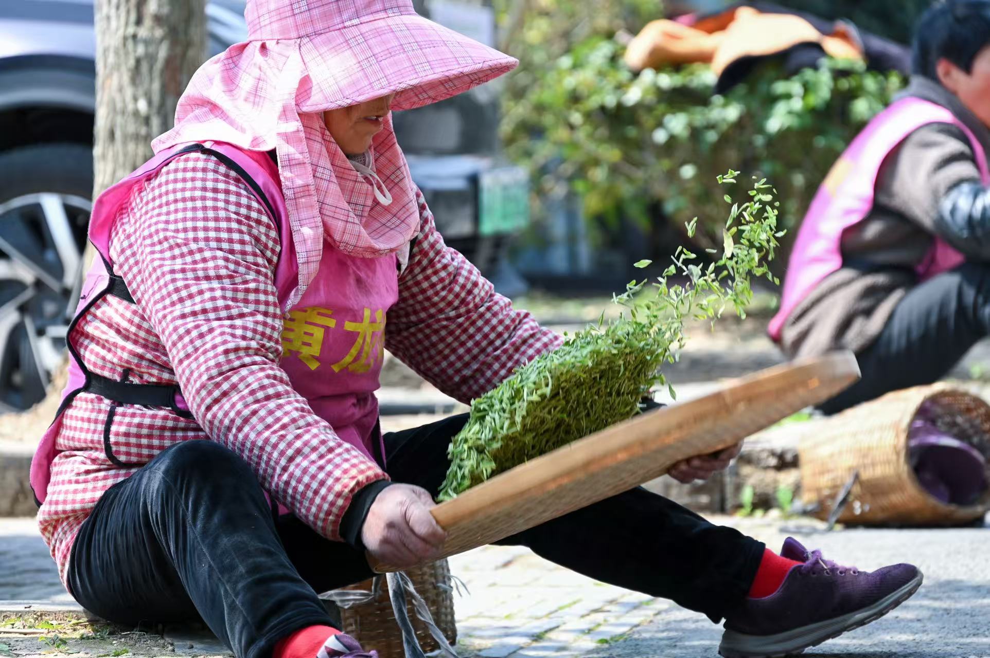 清明將至 江蘇多地春茶開採