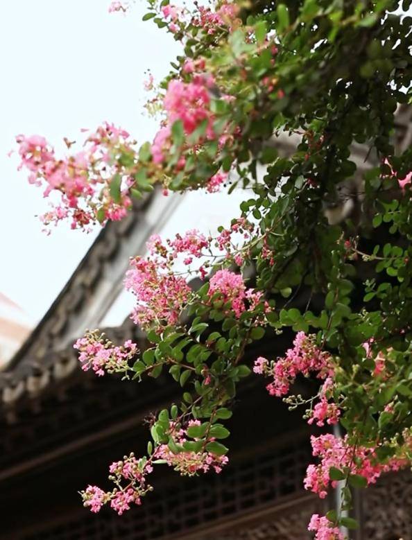 獨佔芳菲當夏景，紫薇花開映金陵