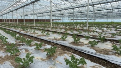 “大棚春耕忙 振興啟新程” 南京高淳古柏街道鳳袁村以蔬菜産業繪就鄉村增收新圖景