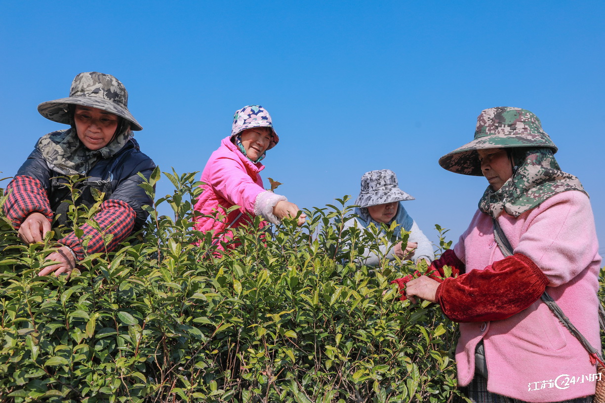 句容： 千畝茶山吐新綠 春分時節採新茶