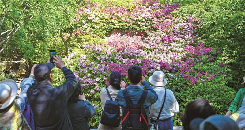 無錫惠山古鎮杜鵑花迎來盛花期_fororder_62556aca-d557-4560-ac0c-235998a3d1f3