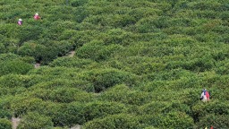 清明將至 江蘇多地春茶開採