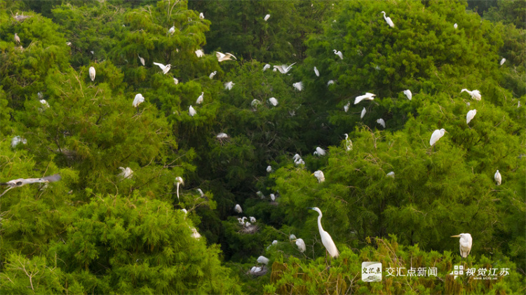 金湖：水上森林公園鷺鳥飛
