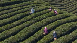 句容： 千畝茶山吐新綠 春分時節採新茶