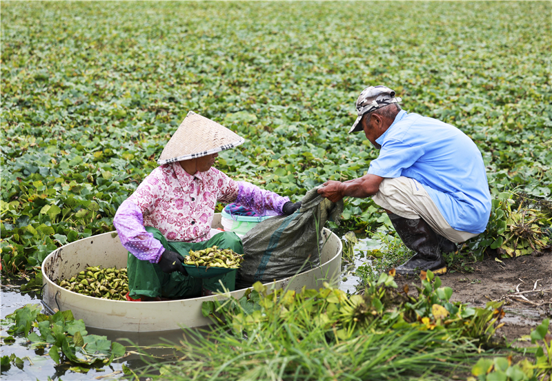 江蘇泰州：菱角豐收採摘忙_fororder_20250731_092518_001