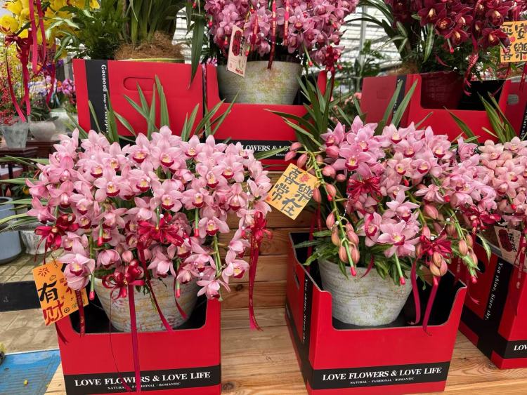 春節臨近,年宵花市場升溫!品種上新,清新小眾成流行新趨勢_fororder_微信圖片_20260130093142_688_239