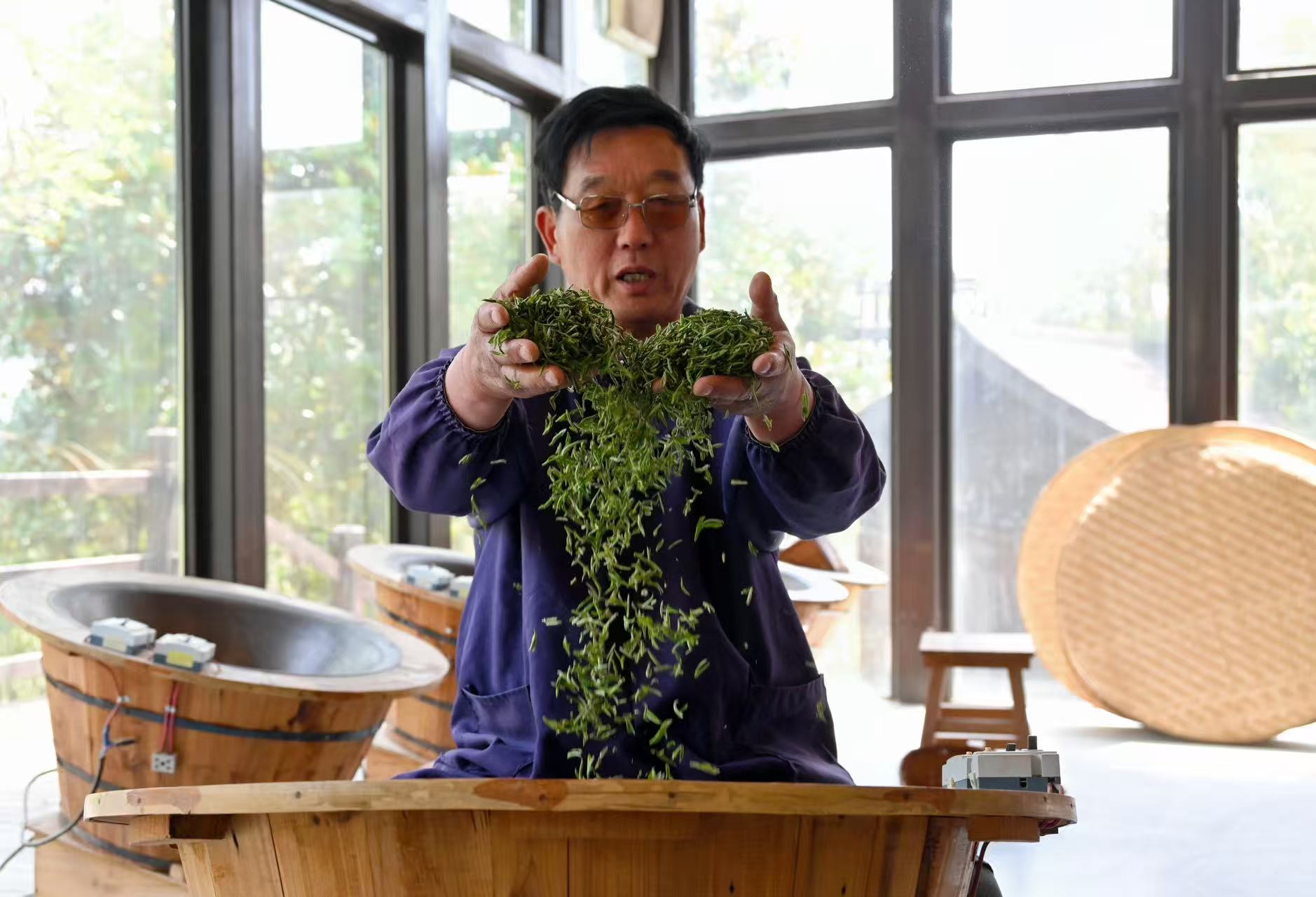 清明將至 江蘇多地春茶開採