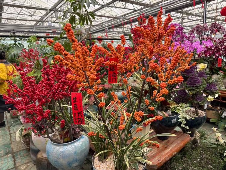 春節臨近,年宵花市場升溫!品種上新,清新小眾成流行新趨勢_fororder_微信圖片_20260130093135_687_239