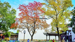 彩葉映黛瓦 秋韻染金陵