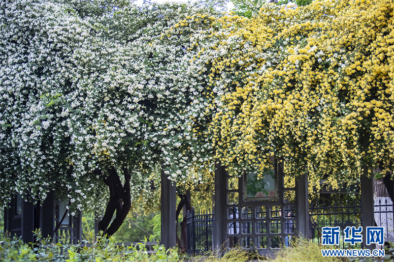 南京：木香花海 扮靚春日_fororder_微信圖片_20250418094216