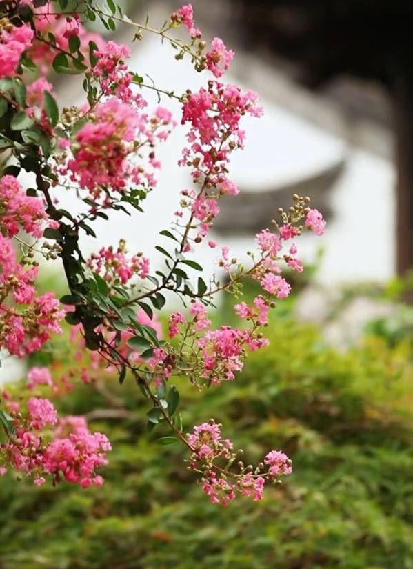 獨佔芳菲當夏景，紫薇花開映金陵