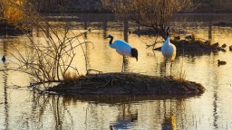 時隔兩年再“歸巢”！兩隻丹頂鶴現身南京新濟洲新生島