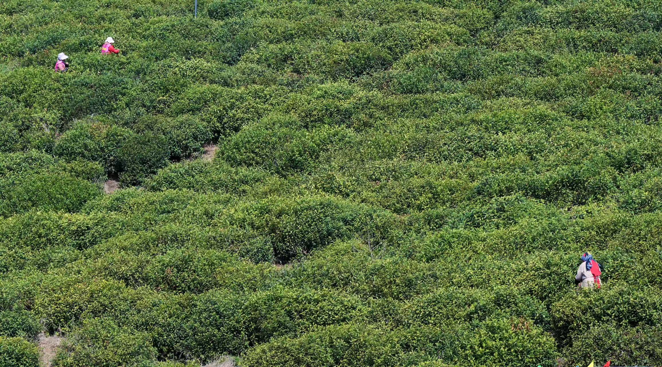 清明將至 江蘇多地春茶開採