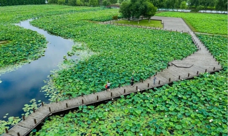 南京高淳：多點發力 激活文旅産業“一池春水”_fororder_20250630185228601003