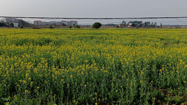 江西貴溪：千畝油菜花 開在春天裏