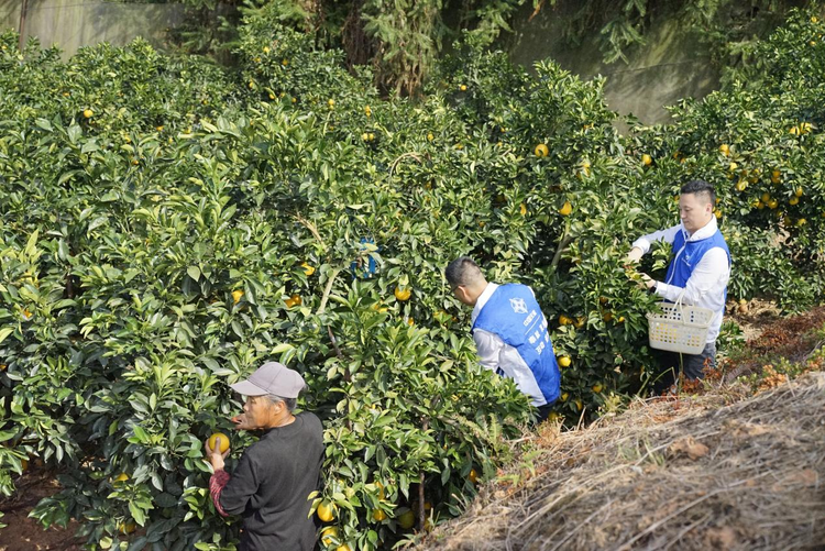 江西贛州：黨旗飄揚 “橙”意滿滿助農忙