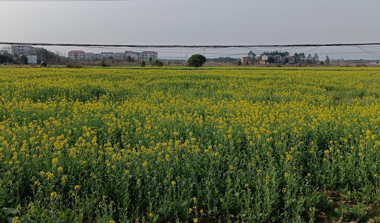 江西貴溪：千畝油菜花 開在春天裏_fororder_微信圖片_20250307101917