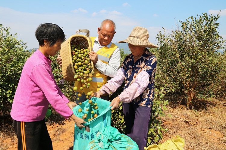 加速推進三産融合 交出亮眼成績單 江西油茶面積産能産值穩居全國第二