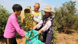 加速推進三産融合 交出亮眼成績單 江西油茶面積産能産值穩居全國第二