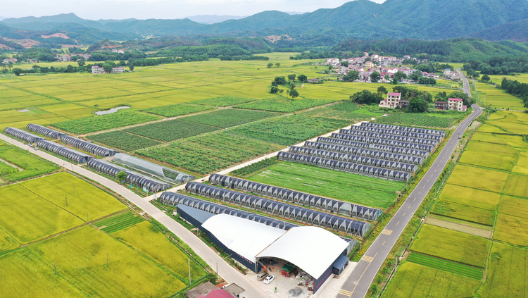 吉安市泰和縣上模鄉：農旅融合産業旺 利益聯結鄉村興