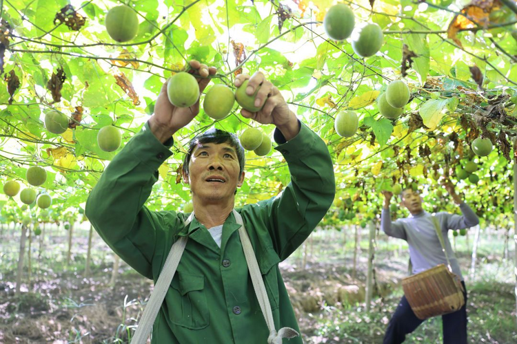 江西袁州：小小羅漢果撬動“甜蜜”大産業_fororder_圖片6