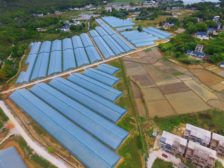 江西瑞金：雲石山鄉村振興新征程上旌旗獵_fororder_圖片18