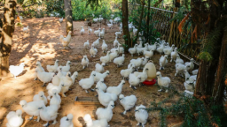 泰和烏雞：千年“白鳳”振翅 助力老區鄉村振興