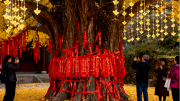 江西萬安：2025高嶺銀杏嘉年華即將啟幕