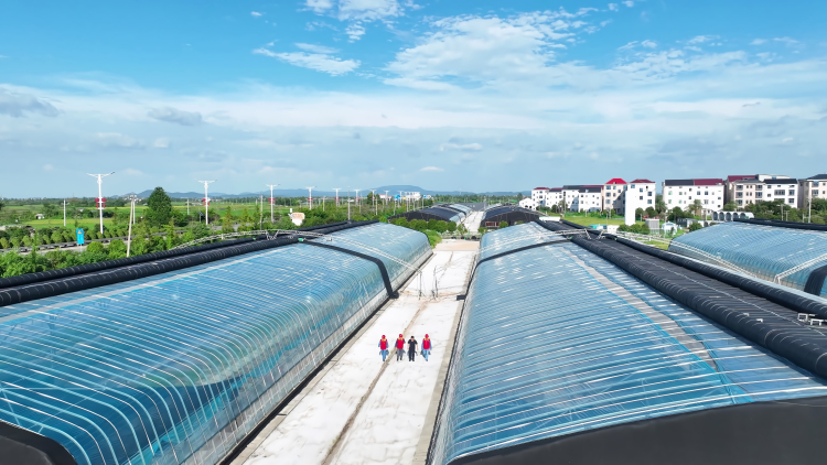 國網豐城市供電公司：智慧賦能 魚菜共生_fororder_微信圖片_20250729154826