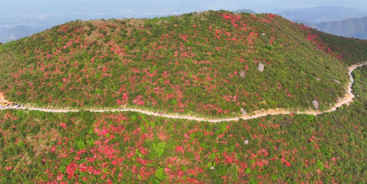 國網豐城市供電公司：紅霞漫山時 銀線護春忙_fororder_微信圖片_20250421154957