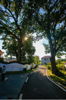 泰和烏雞:千年“白鳳”振翅 助力老區鄉村振興_fororder_泰和烏雞272