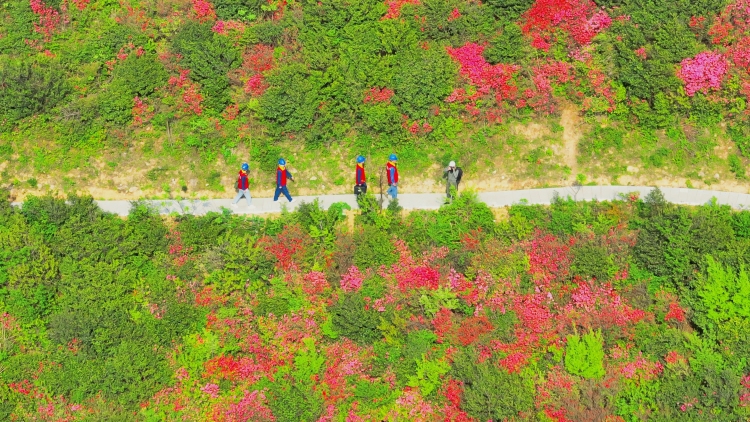 國網豐城市供電公司：紅霞漫山時 銀線護春忙_fororder_微信圖片_20250421155000