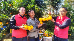江西贛州：智慧助農結碩果 臍橙飄香話豐收