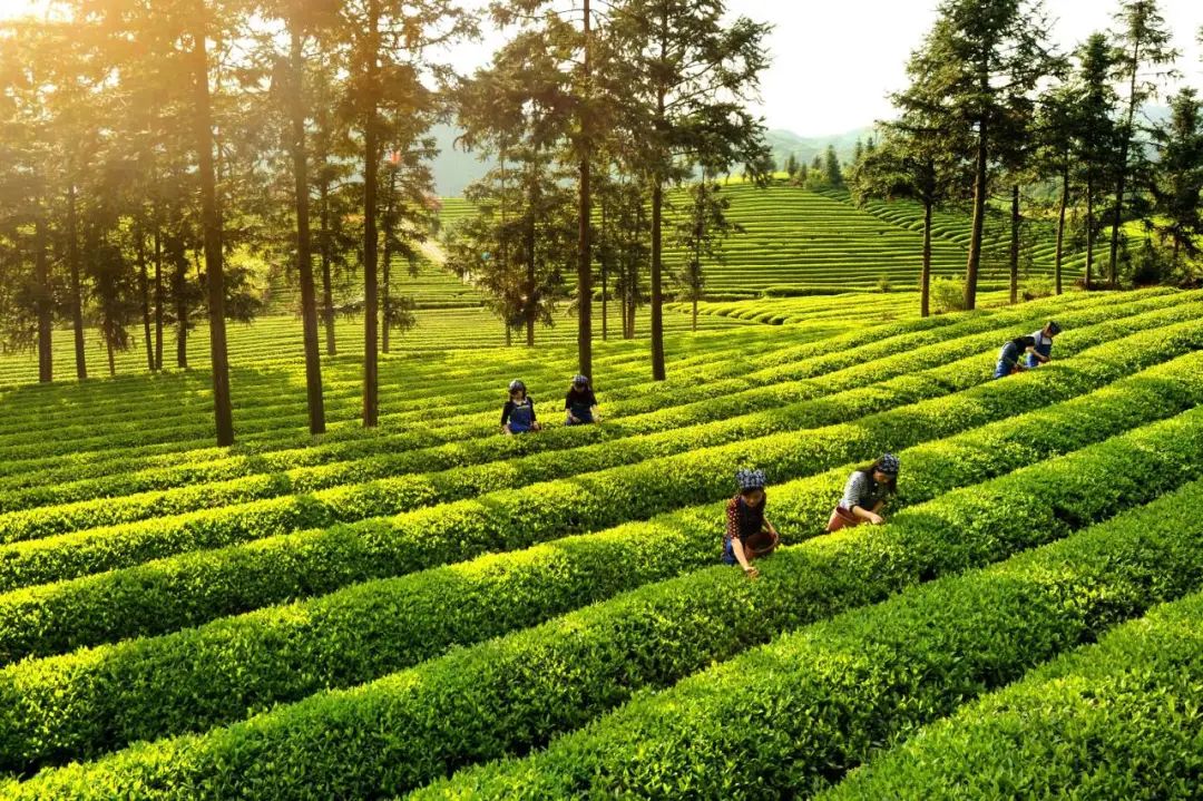 倒計時1天！“如畫江西 風景獨好”文化和旅遊（福州）推介會即將啟幕
