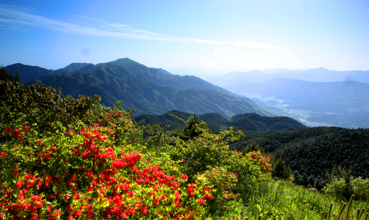守護綠色明珠 譜寫生態華章——江西官山國家級自然保護區生態保護工作紀實_fororder_官山杜鵑花開
