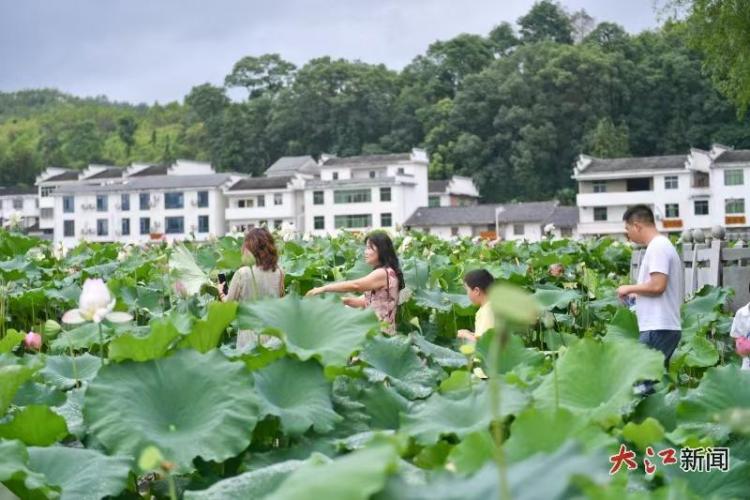 電商直播助力 文旅融合搭臺 廣昌“蓮”通鄉村振興路