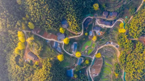 江西萬安：2025高嶺銀杏嘉年華即將啟幕