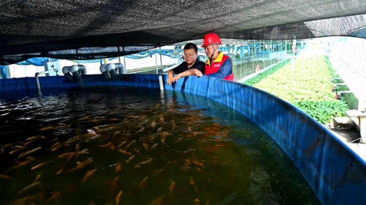 國網豐城市供電公司：智慧賦能 魚菜共生_fororder_微信圖片_20250729154833
