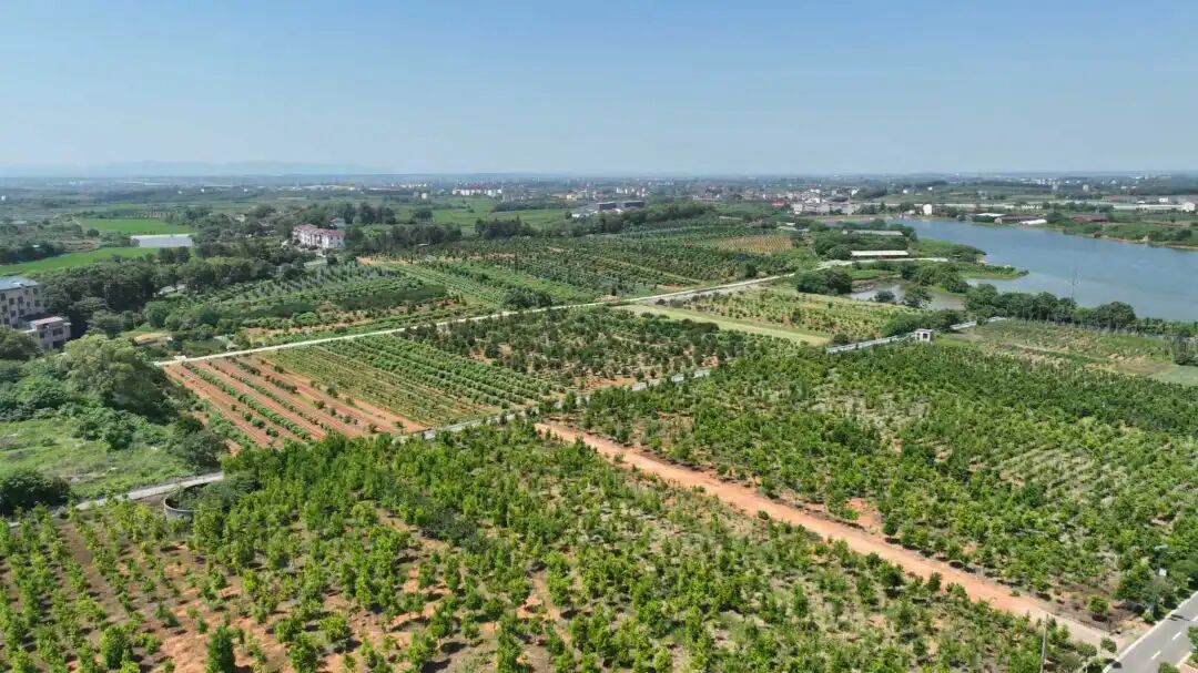 藥都煥新・喜迎盛會 | 一粒種子的“金” 色未來