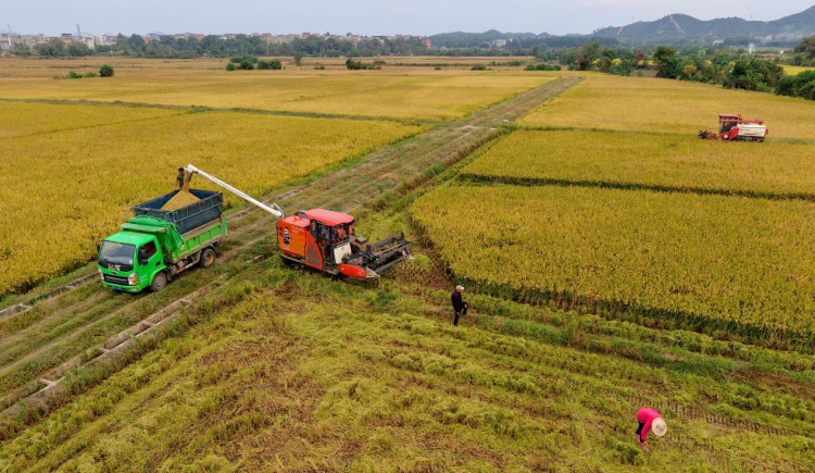 江西樂平:戰勝旱情 晚稻豐收_fororder_圖片15