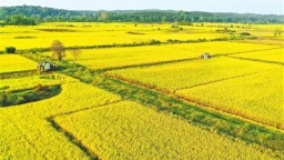 江西省中稻收穫面積超1200萬畝  全年糧食總産量有望超440億斤