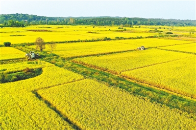 江西省中稻收穫面積超1200萬畝  全年糧食總産量有望超440億斤_fororder_jxrb1013001_007_01_b