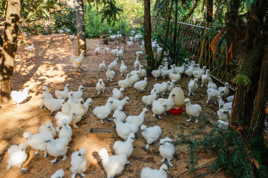 泰和烏雞:千年“白鳳”振翅 助力老區鄉村振興_fororder_泰和烏雞373