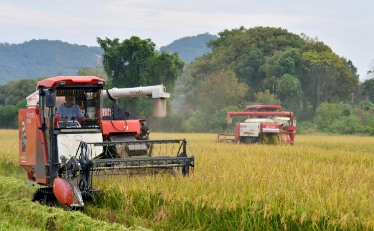 江西樂平:戰勝旱情 晚稻豐收_fororder_圖片16